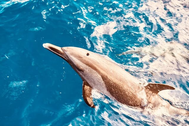 Dolphin Watching & Snorkel in the West Coast line of Oahu  - Photo 1 of 8